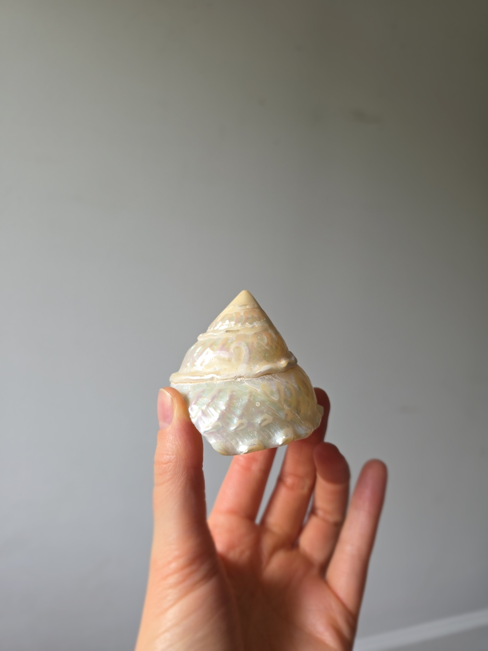 Iridescent Seashell Decorative Accent - Pearl White
